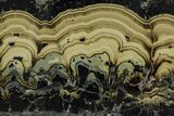 Polished Schalenblende Slice - Poland #228197-1